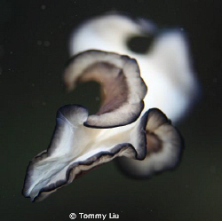 Night dive, saw a flatworm flying~ by Tommy Liu 